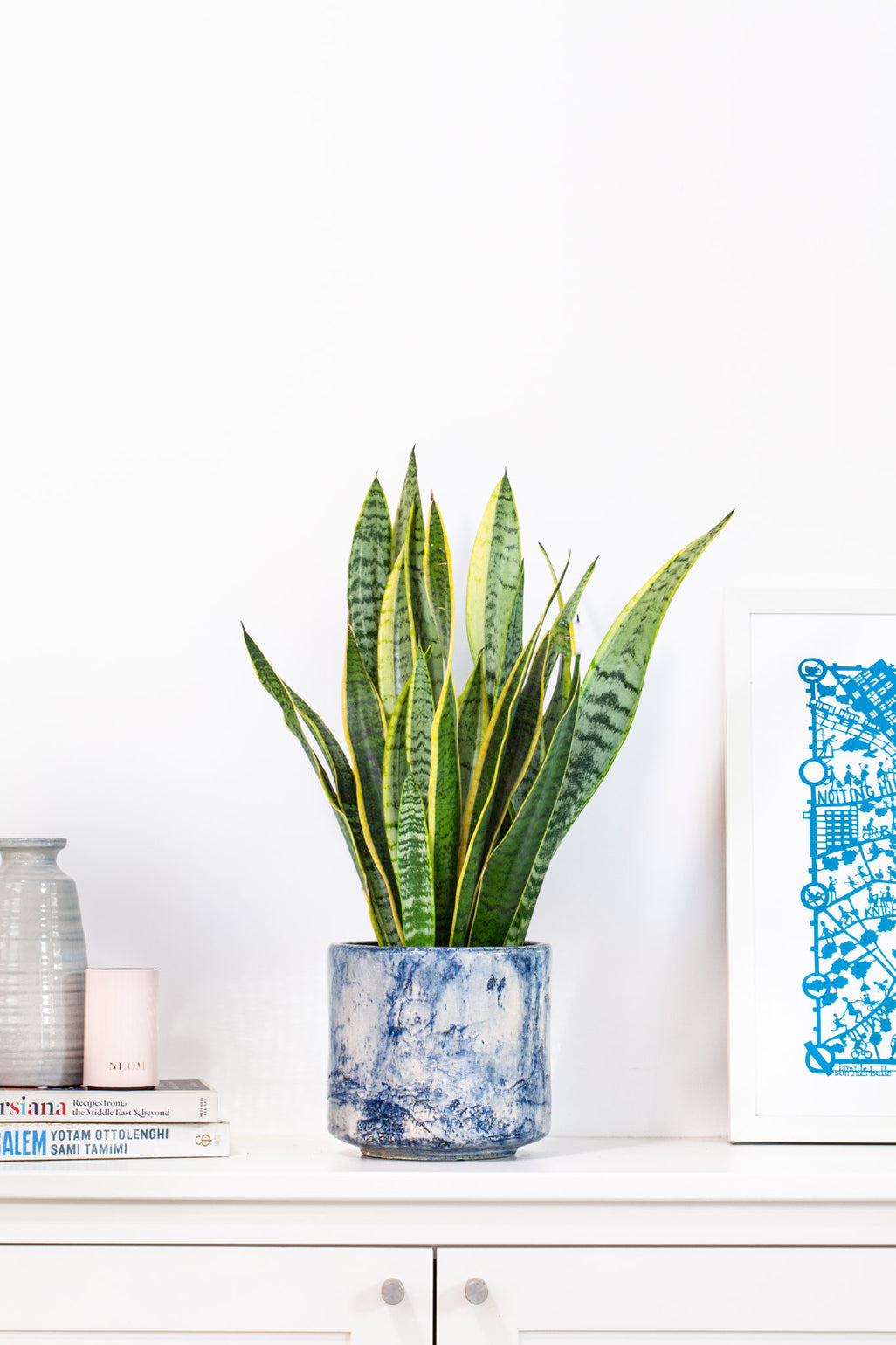 files/IndoorPlants-JamieShots16.11.2023-072_3d048ac1-4058-43a6-a9fb-29e939114f9c.jpg